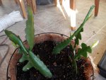 Christmas cactus from MTPond.JPG