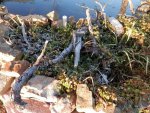 Irises, water clover, lilies with frost.JPG