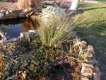 Water clover, water parsley, reed.JPG