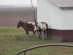 A mule and 2 horses against the S wind.JPG