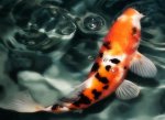 koi art aquascape.jpg