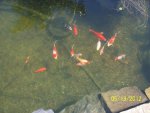 Pretty fish in clear goldfish pond.JPG