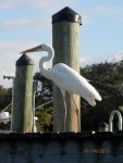 White heron I think.JPG