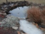 Goldfish pond thawed stream icy.JPG