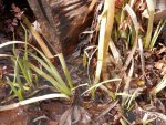 Lilies and irises sprouting in bog.JPG