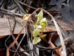 Water parsley sprouting.JPG