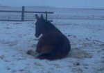 Clyde Rolling in the snow.jpg