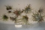 house airplants 068.JPG