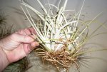 house airplants 069.JPG