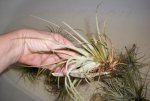 house airplants 070.JPG