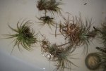 house airplants 072.JPG