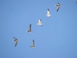 Snow geese overhead.JPG