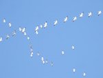 Snow geese criss cross.JPG