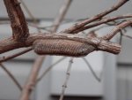 Praying Mantis egg sac.JPG