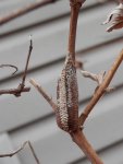 Praying mantis egg sac 2.JPG