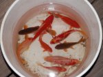 Goldfish fromkoi pond 3.JPG