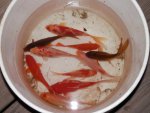 Goldfish from koi pond 2.JPG