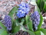 Blue hyacinths.JPG