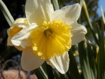 Yellow and white daffodil.JPG