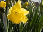 Yellow daffodil.JPG