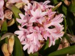 Pink hyacinths.JPG