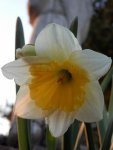 Daffodil.JPG