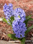 Blue hyacinths.JPG