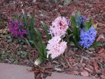 Hyacinths - red, pink and blue.JPG