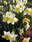 White and yellow daffodils.JPG