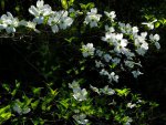 dogwood_bloom_apr13gpf.jpg