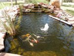 Susie's koi pond.JPG