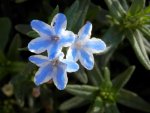 Gorgeous blue star flower ... with teeny tiny ant.JPG