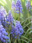 Grape Hyacinths.JPG