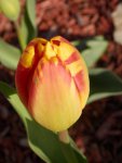 Tulip soon to open.JPG