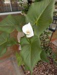 4' Calla Lily.JPG