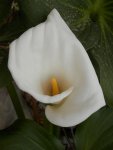 Calla flower.JPG