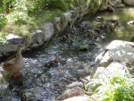 Mallard hen and ducklings.JPG