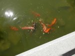 Koi at Japanese Gardens.JPG