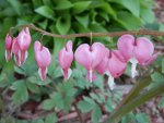 Bleeding heart 2 - Copy.JPG