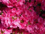 azalea_april23_gpf.jpg