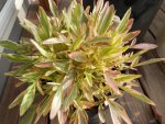 Tequila Sunrise Coreopsis.JPG