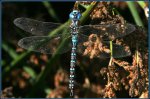 Darner-BE-m5Oc06LagG-w.jpg