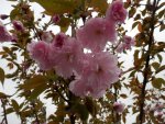 Pretty flowers on flowering crab.JPG