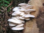 oystermushrooms.jpg