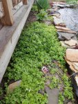 Creeping Jenny and other plants.JPG