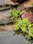 Creeping Jenny on waterfall edge.JPG