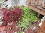 Japanese Maple, Hosta, Creeping Jenny, plant from UT Foam Flower.JPG