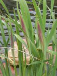 Purple irises getting ready to bloom.JPG