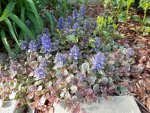 Ajuga low spreader for shade.JPG