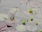 Bullfrog on goldfish pond.JPG